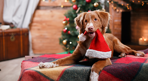 Dog-Nova-Scotia-Duck-Tolling-Retriever