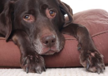 Hundekissen