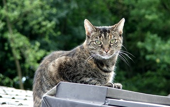 Chat European Shorthair